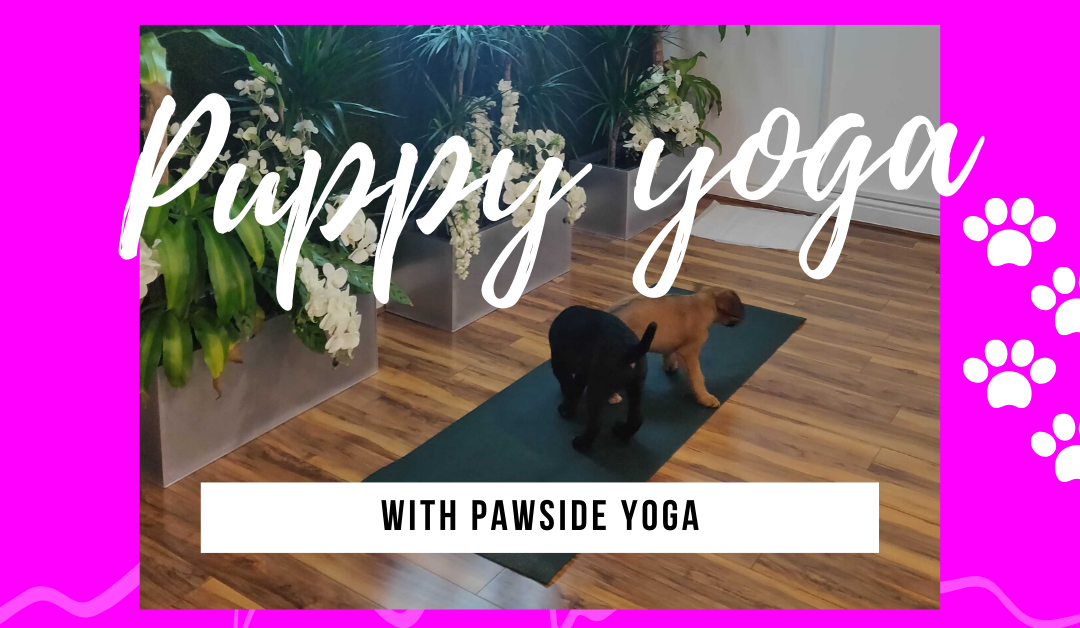 Practicing my downward dog at puppy yoga